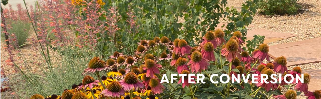 Close up of a pollinator garden featuring echinacea and hyssop