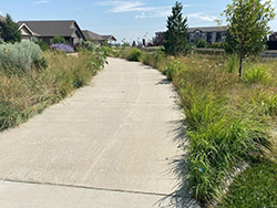 A native grass area is seen along the sidewalks in the Shadow Grass HOA common area