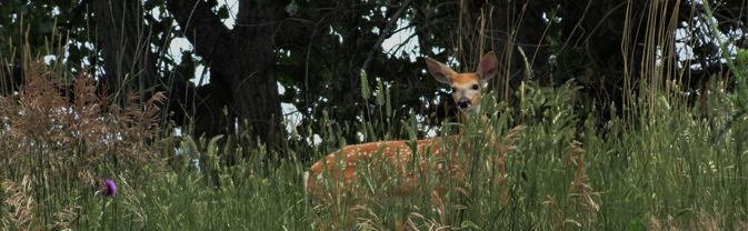 open-space-deer