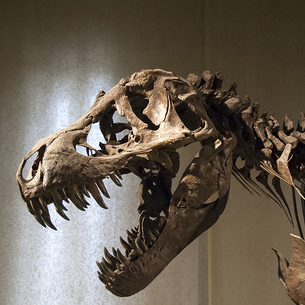 Tyrannosaurus Rex skeleton - detail of head