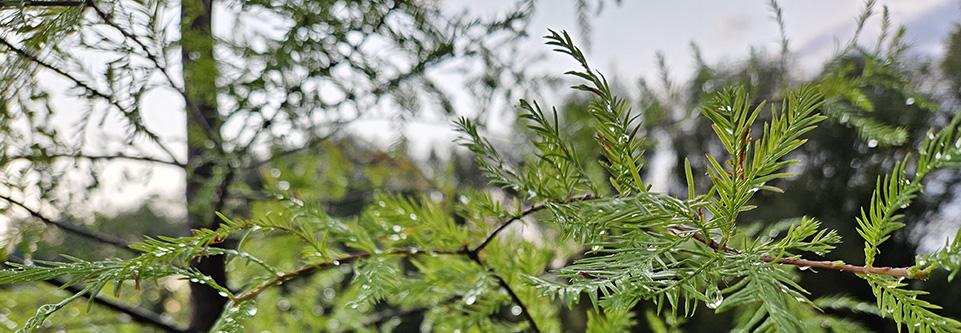 Branches of a bald cypress tree are seen in closeup.