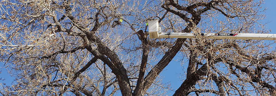 A tree contractor prunes a tall cottonwood tree from a bucket truck bucket.